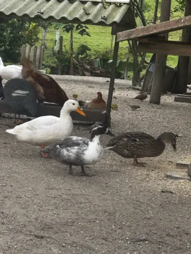 Ovos férteis de mini marreco