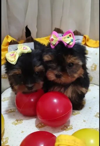 Yorkshire Terrier Micro com pedigree a pronta entrega! Em Rio Preto!