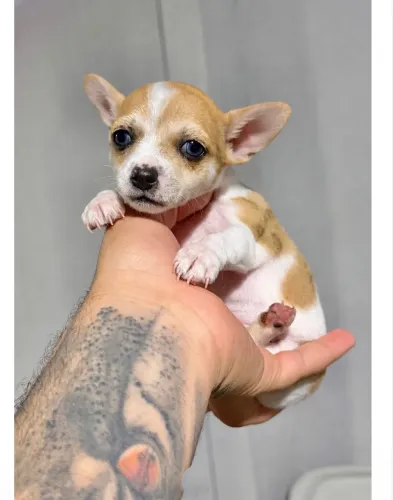 Chihuahua merle olhos azuis fêmea 