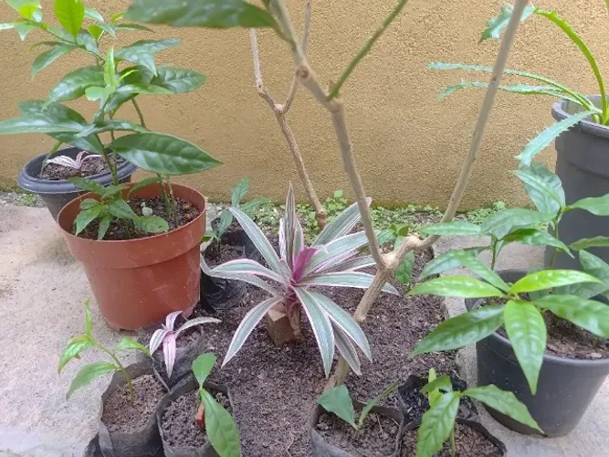 Mudas de Plantas (Ora-Pro-Nóbis, Espada de São Jorge, etc)