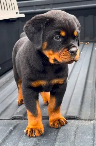 Rottweiler cabeça de touro ótima linhagem parcelo
