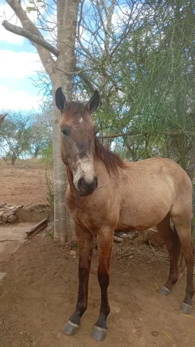 Vando um cavalo quarto de milha mestiço um três meses valor.2.500