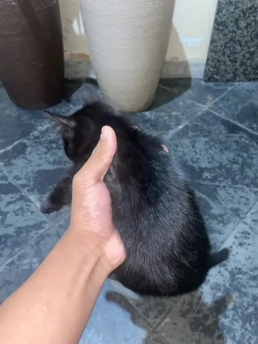 Doando dois gatos filhotes