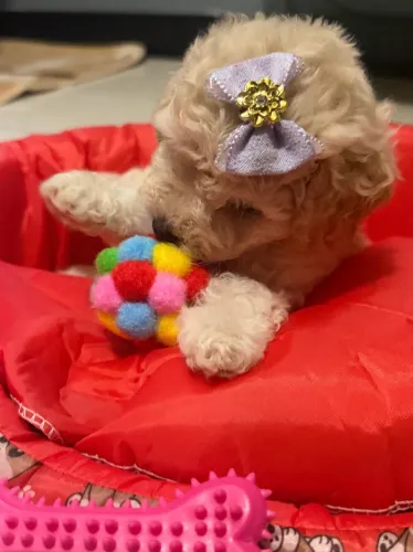 POODLE TOYZINHA FÊMEA 