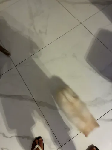 Filhote de sptz alemão!