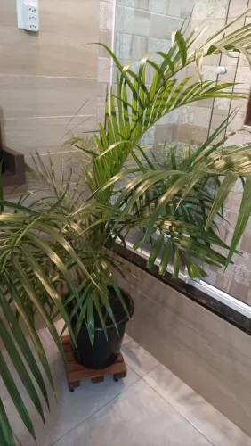 Vaso com palmeira areca bambu