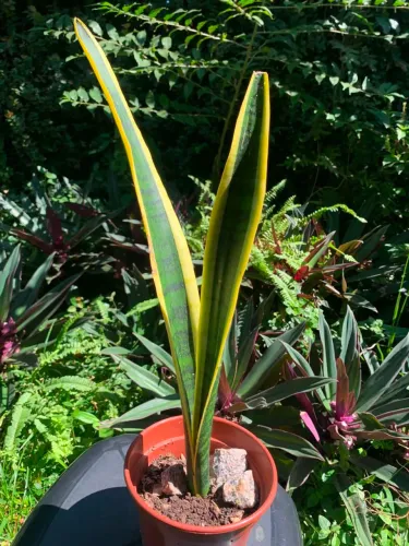 Planta