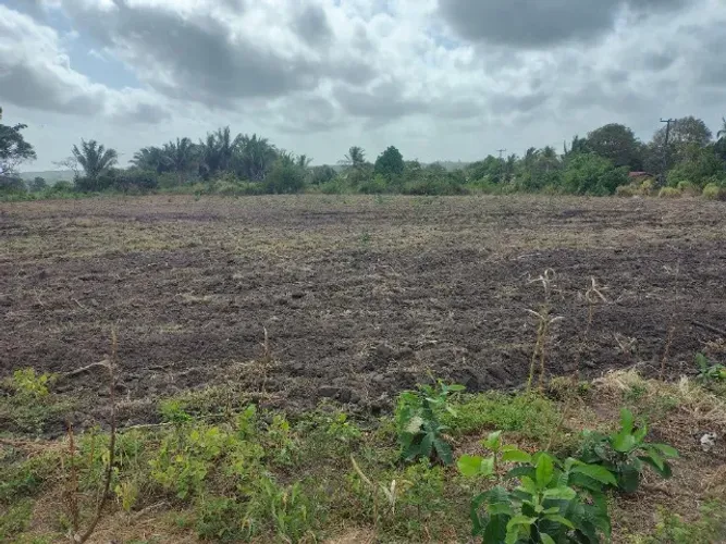Terra preta adubada em carrada