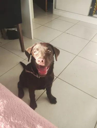 Filhote de labrador