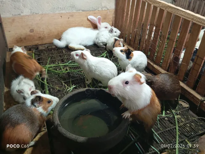 Porquinhos da índia.