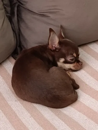 Vendo linda fêmea Chihuahua 4 meses. Todas as vacinas