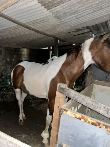 Besta pampa de carroça ou cherrete