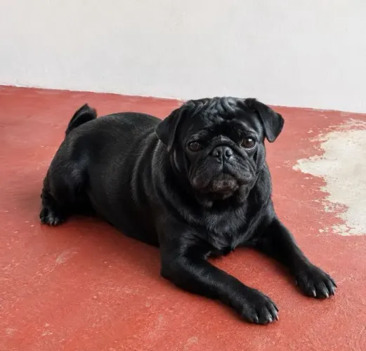 Pug Fêmea para adoção 