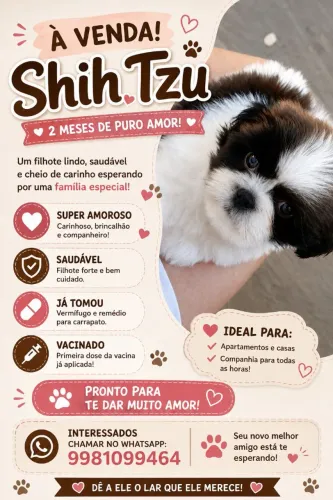 Filhote Shih Tzu 2 meses vacinado e vermifugado