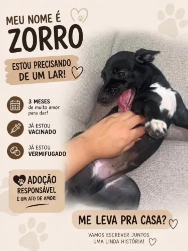 Adoção responsável - filhote de porte pequeno 