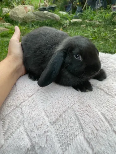 Coelho Mini Lop preto de olho azul - Macho