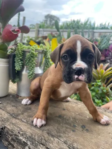 Filhotes de boxer 