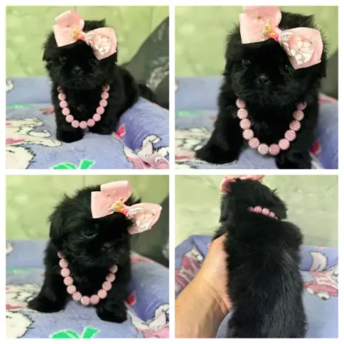Últimas Fêmeas de Shihtzu disponivel - Pronta entrega!