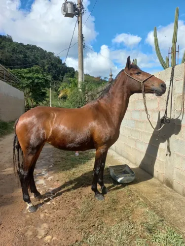 Vende-se égua