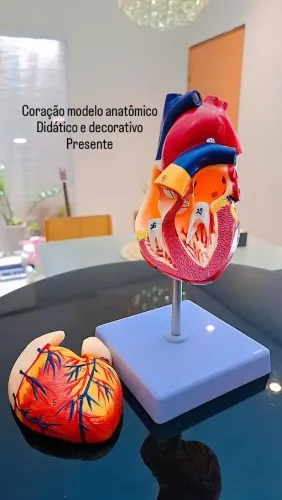 Coração modelo anatômico, didático e decorativo 