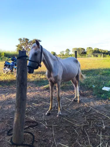 Vendo potra