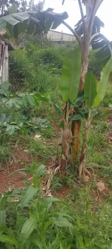 Terreno no Jardim de Francisco Morato, 180m2 com árvores frutíferas, acesso por viela.