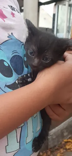 Doaçao de gatos filhotes