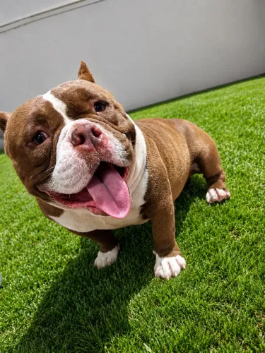 Cobertura American Bully