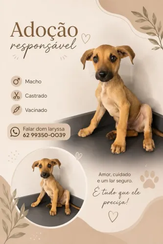 Adoção responsável 
