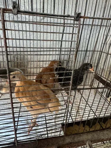 Franguinho e frangas 