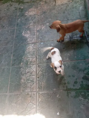 DOAÇÃO DE 03 CACHORRINHAS- FÊMEA