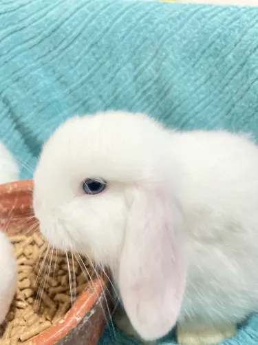 Coelhos filhote de Mini Lop 