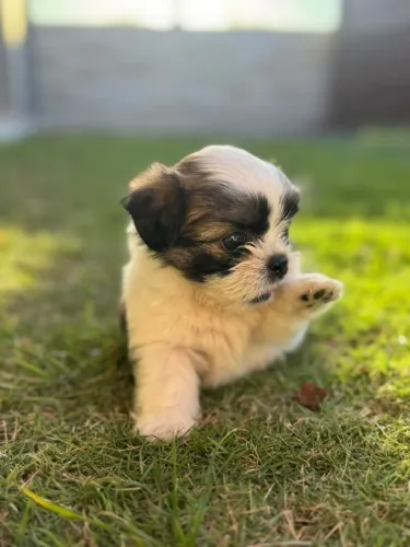 Shih Tzu