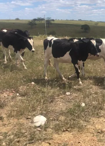7 novilhas 3 delas já estão prenha