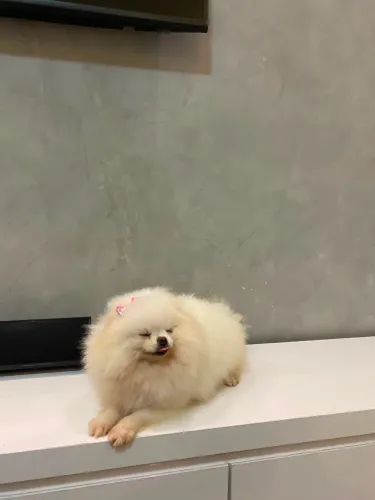 Lulu da pomerania (fêmea)