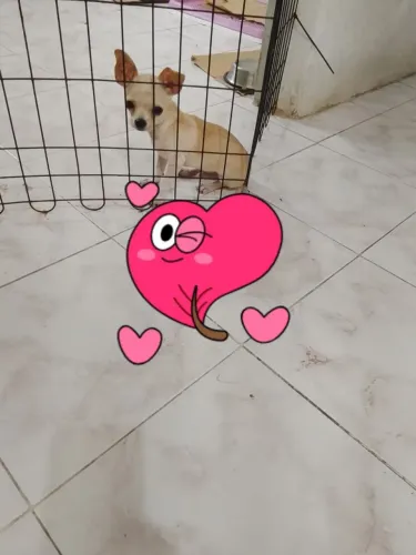 Vende-se lindo chiuaua pelo curto 