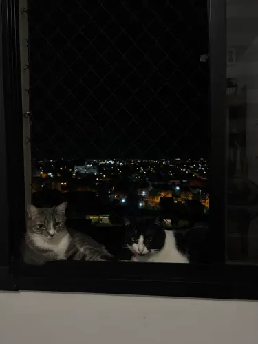 Doação - casal de gatinhos