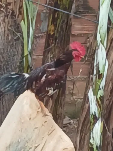 Vendo galo