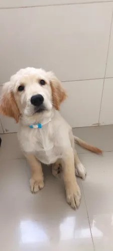 Filhote de Golden 3 meses