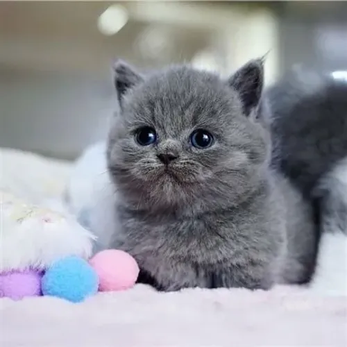 British Shorthair