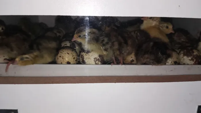 Codornas de 1 dia