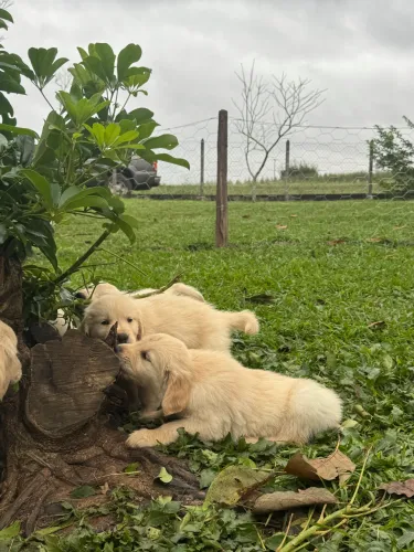 Filhotes de Golden Retriever
