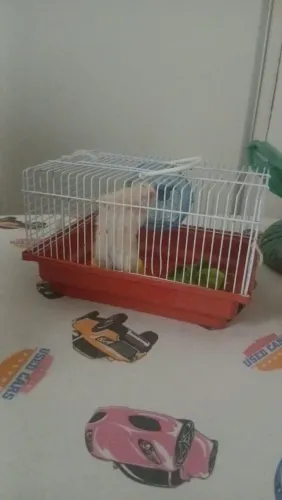 Gaiolas roedores hamster