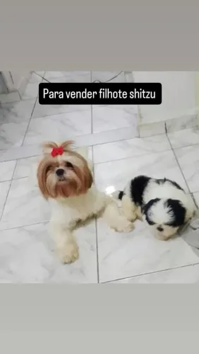Cachorro shih Tzu à venda vai fazer três meses