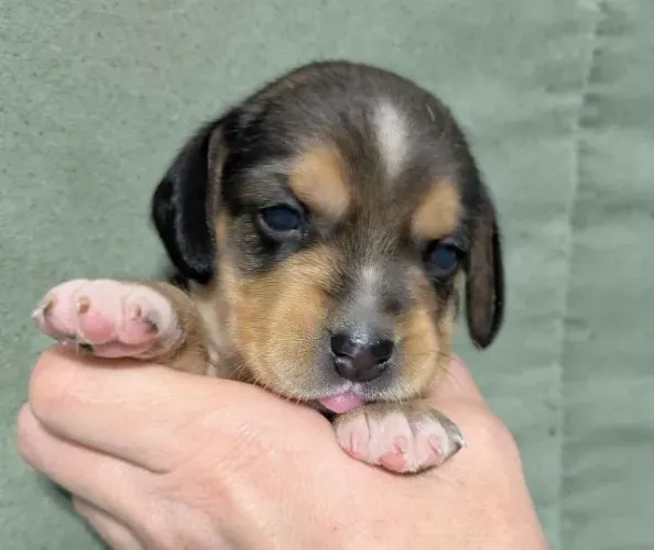 Filhotes de Beagle | Mini peludos adoráveis!