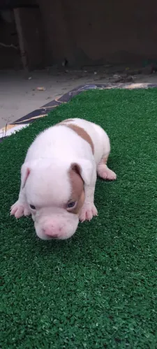 American bully pocket