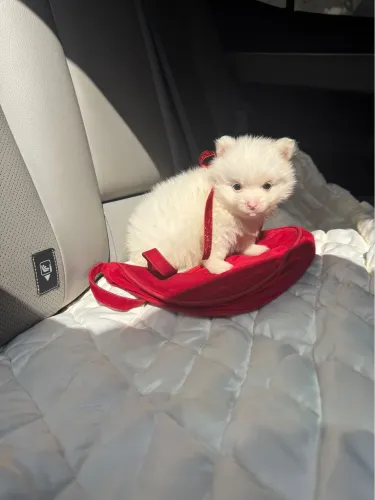 Spitz alemão fêmea e macho leia o anúncio abaixo