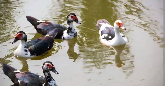 Pato/pata/filhotes