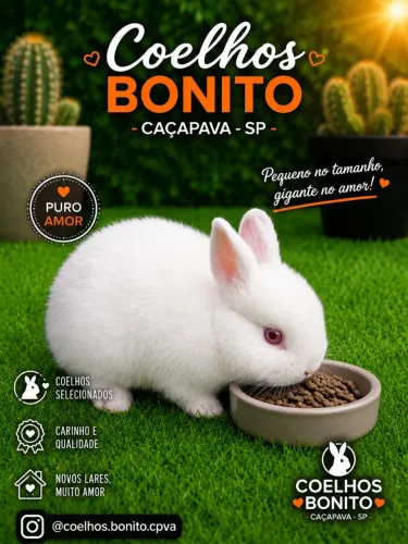 Coelho anão netherland dwarf 
