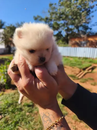 Filhote de spitz alemão Lulu da Pomerânia